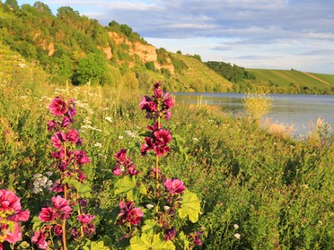 08.06.2020- Frank-M. Zahn - Frühling am Neckar