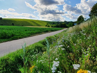 03.07.2020 - Birgit Sautter - Radweg am Neckar