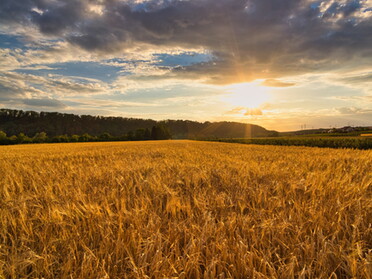 24.07.2020 - Ulrich Seidel - Abendstimmung am Gerstenfeld