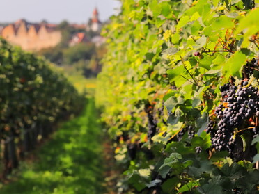 20.09.2020 - Frank-M. Zahn - Lauffener Wein