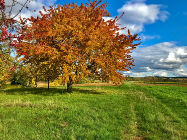 24.10.2020 - Gudrun Cremer - Herbstfarben in Lauffen a.N.