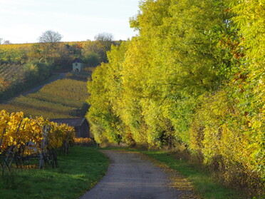 31.10.2020 - Bernd Reichle - Indian Summer