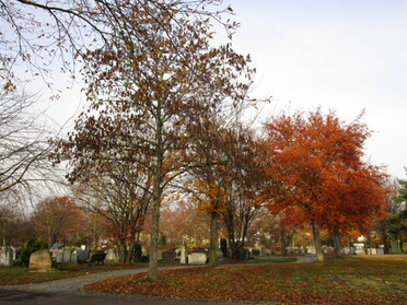 21.11.2020 - Simone Mauk - Novemberstimmung auf dem Parkfriedhof