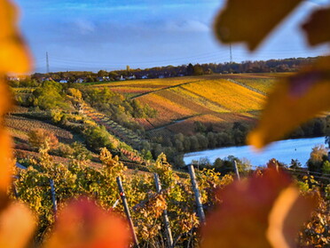 27.10.2020 - Werner Ohsam - Herbststimmung in den Lauffener Weinbergen