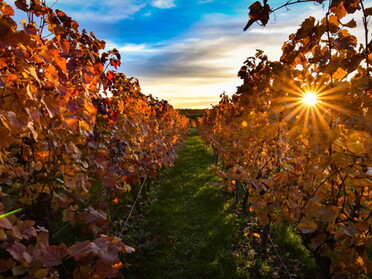 27.10.2020 - Werner Ohsam - Sonnenuntergang in den Lauffener Weinbergen