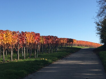 05.11.2020 - Andrea Kammerer - Herbstlaub im Rieder