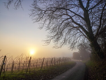 18.12.2020 - Ulrich Seidel - Nebelstimmung in den Weinbergen vom Geigersberg