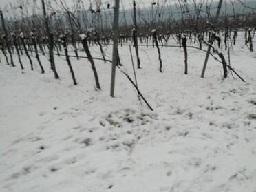 17.01.2021 - Andrea Piest - Weinberge im Schnee