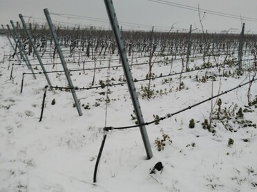 17.01.2021 - Andrea Piest - Weinberge im Schnee