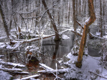 17.01.2021 - Martin Braunbeck - Winter im Kaywald