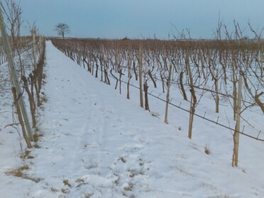 12.02.2021 - Andrea Piest - schneebedeckte Weinberge