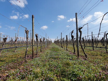 26.03.2021 - Birgit Sautter - Frühling in den Weinbergen