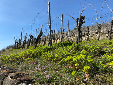 28.03.2021 - Uwe Milbradt - Frühling in den Weinbergen