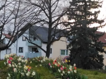 12.04.2021 - Andrea Piest - Frühling - Blumen