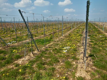 20.04.2021 - Urban Böhner-Stamm - Großes Feld 