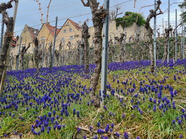 18.04.2021 - Martin Luithle - Frühling im Weinberg