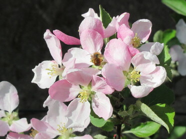 22.04.2021 - Bernhard Müller - Apfelblüte bei der Lindenstraße mit Wildbiene