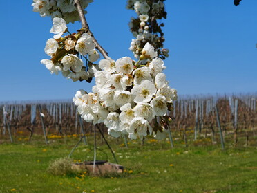 23.04.2021 - Birgit Sautter - Obstblüte