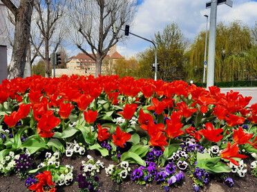 12.04.2021 - Siegfried Zimmermann - Lauffener Frühling