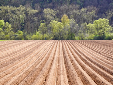 22.04.2021 - Ulrich Seidel - Strukturen eines Kartoffelackers vor dem Kaywald