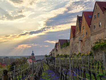 21.04.2021 - Ulrich Seidel - Stadtmauer, Weinberg und Regiswindiskirche im Frühling