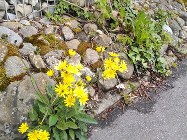 12.05.2021 - Andrea Piest - Blume am Wegesrand inmitten der Steine