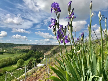 19.05.2021 - Gudrun Cremer - Irisblüten am Weinbergrand