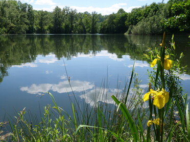 30.05.2021 - Birgit Nollenberger - Sonntagsspaziergang am Fischersee