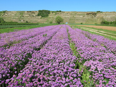 30.05.2021 - Roland Horn - Farben der Provence in Lauffen a.N.