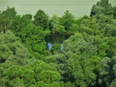 16.06.2021- Urban Böhner-Stamm - Fischteich im Seegraben