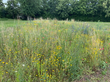 27.06.2021 - Uwe Milbradt - Blumenwiese in der Weststadt