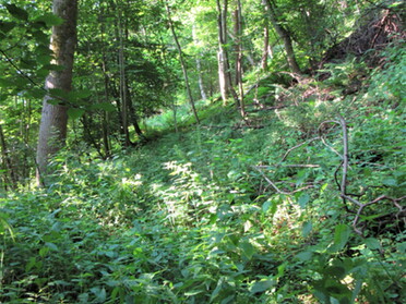 20.07.2021 - Urban Böhner-Stamm - Kaywald