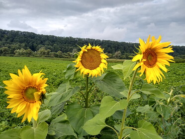 25.07.2021 - Sabine Marquardt - Sommerblumen am Kaywald