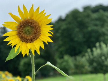 26.07.2021 - Gudrun Cremer - Bewölkt, aber die Sonnenblumen beim Kaywald strahlen