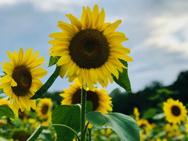 26.07.2021 - Gudrun Cremer - Bewölkt, aber die Sonnenblumen beim Kaywald strahlen