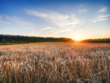 29.07.2021 - Ulrich Seidel - Getreidefeld bei Sonnenuntergang