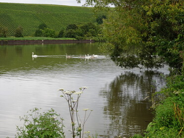 03.08.2021 - Roswitha Demmler - Schwanenfamilie auf dem Neckar