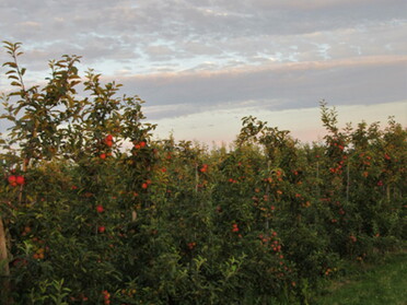 09.08.2021 - Urban Böhner-Stamm - Abend im großen Feld 