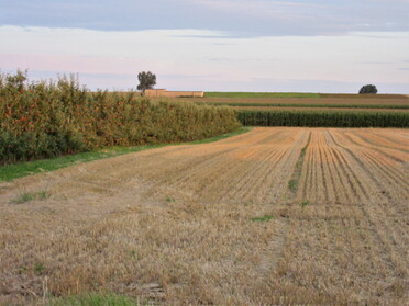 09.08.2021 - Urban Böhner-Stamm - Abend im großen Feld