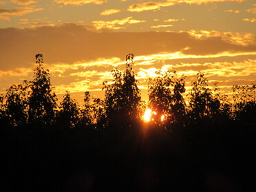 09.08.2021 - Urban Böhner-Stamm - Abend im großen Feld