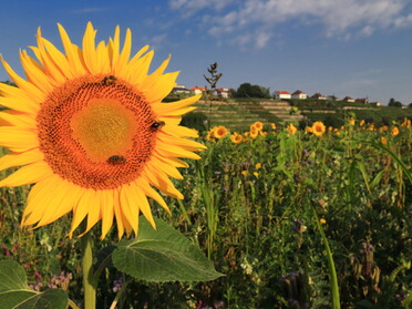 15.08.2021 - Frank-Michael Zahn - Sonnenblumenfeld