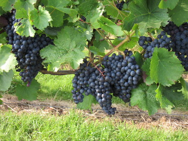 24.08.2021 - Urban Böhner-Stamm - Lauffen ist wine-town