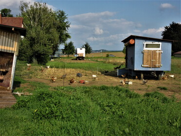 24.08.2021 - Urban Böhner-Stamm - Lauffen ist chicken-town