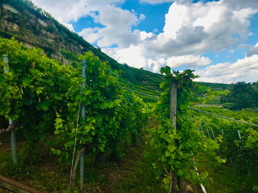 02.08.2021 - Gudrun Cremer - Lauffener Weinberge, es grünt so grün