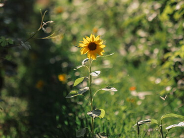 06.08.2021 - Alexandra Lell - Sonnenblume im Weinberg