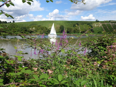 05.08.2021 - Birgit Nollenberger - Segelboot auf dem Neckar