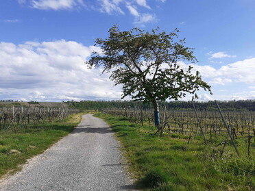 16.05.2021 - Dieter Herrmann - Wolkenbild