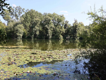 04.09.2021 - Dieter Herrmann - Seerosen auf dem Fischteich am Seeloch