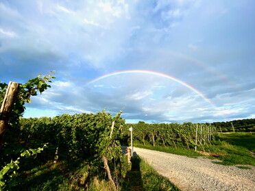 02.08.2021 - Ursula Kost - Weinberge mit Regenbogen