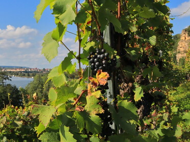 19.09.2021 - Frank-M. Zahn - Lauffener Wein